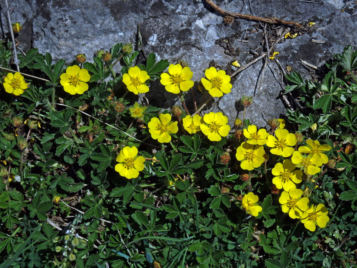 Mochna písečná (Potentilla arenaria Borkh.)