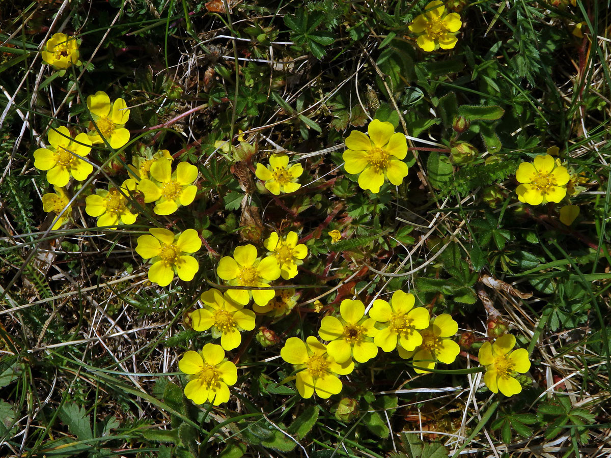 Mochna jarní (Potentilla tabernaemontani Aschers.) s šestičetným květem (2a)