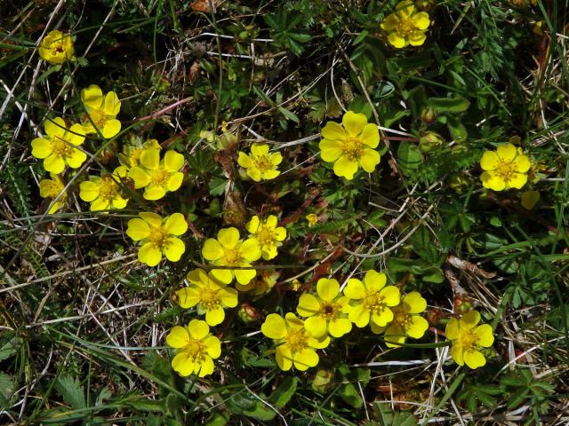 Mochna jarní (Potentilla tabernaemontani Aschers.) s šestičetným květem (2a)