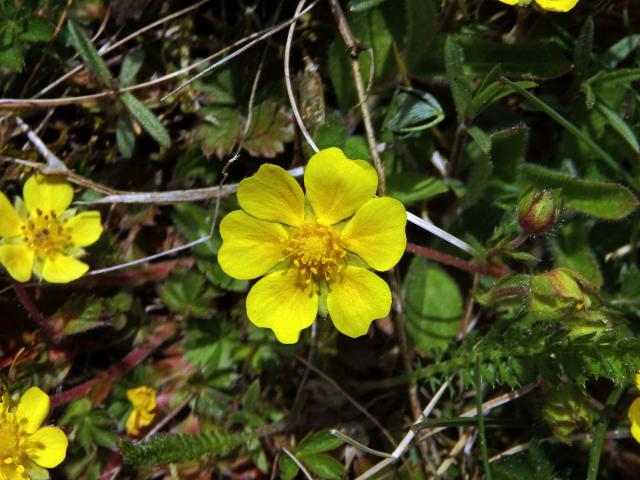 Mochna jarní (Potentilla tabernaemontani Aschers.) s šestičetným květem (2b)