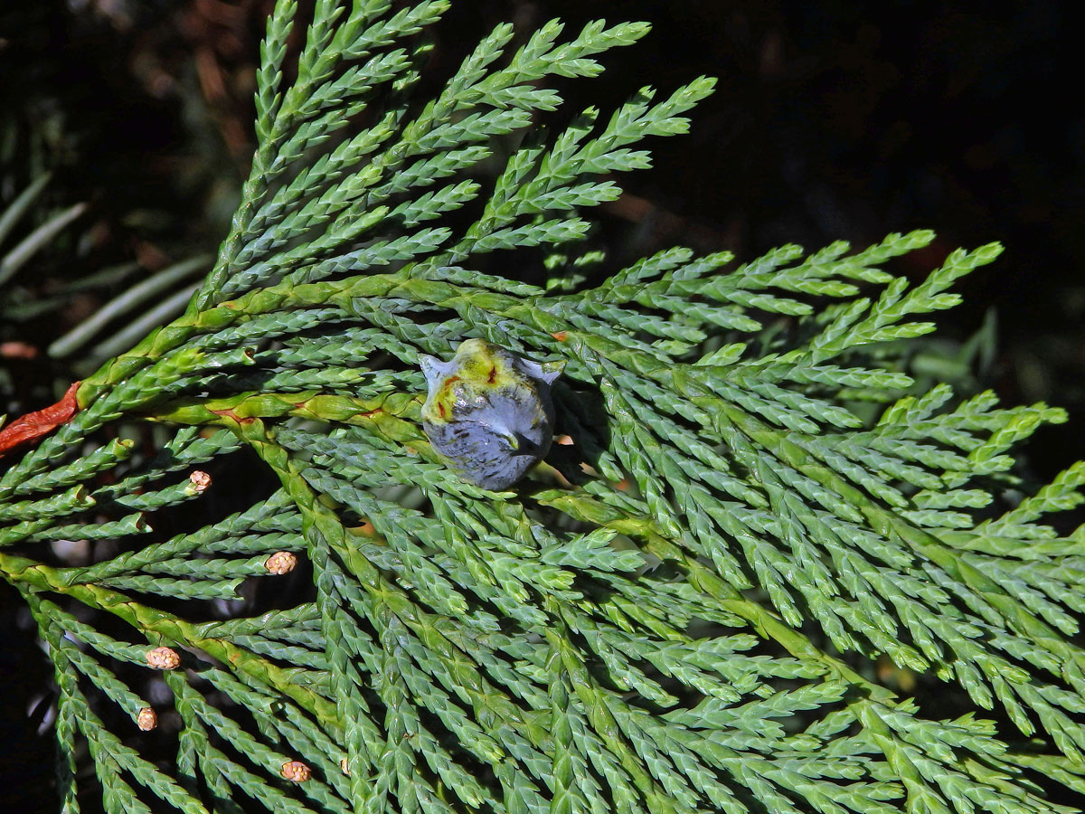 Pazerav sbíhavý (Calocedrus decurrens (Torr.) Florian)