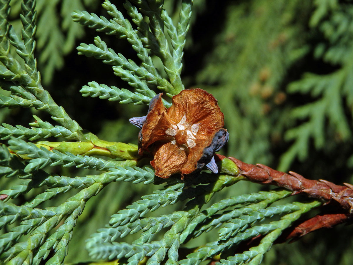 Pazerav sbíhavý (Calocedrus decurrens (Torr.) Florian)