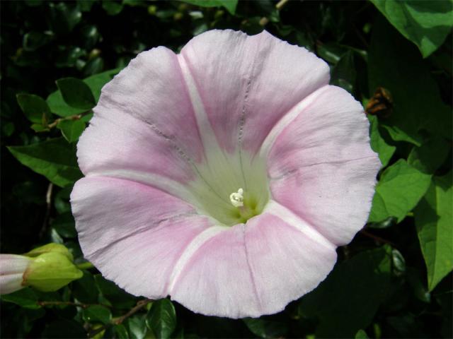 Opletník sličný (Calystegia pulchra Brummittet Heywood)