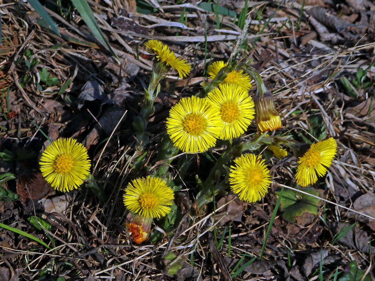 Podběl lékařský (Tussilago farfara L.)