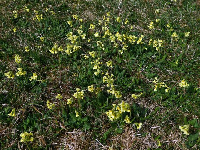 Prvosenka vyšší (Primula elatior (L.) Hill.)