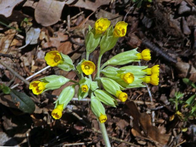 Prvosenka jarní (Primula veris L.)