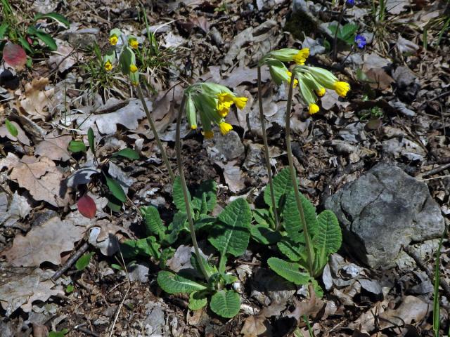 Prvosenka jarní (Primula veris L.)