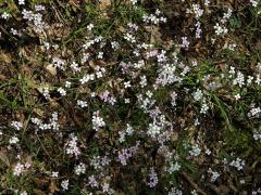 Řeřišničník písečný (Cardaminopsis arenosa (L.) Hayek)