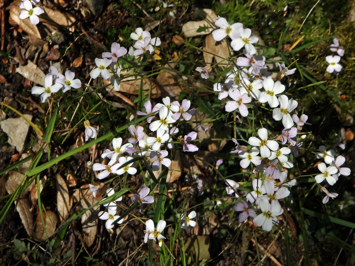 Řeřišničník písečný (Cardaminopsis arenosa (L.) Hayek)