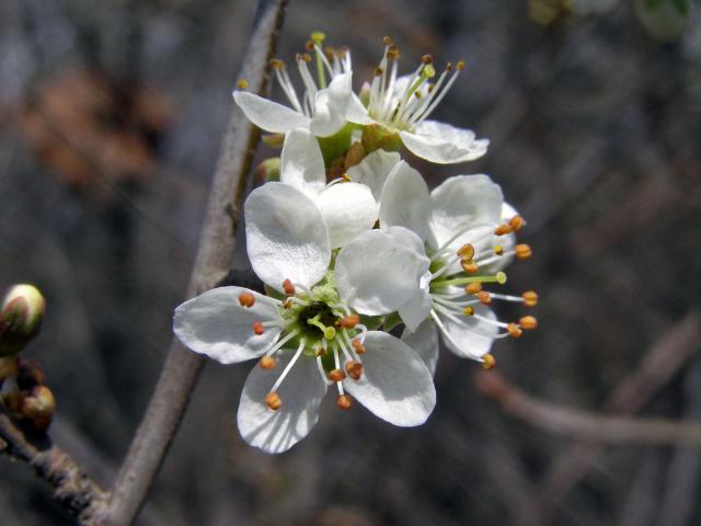 Trnka obecná (Prunus spinosa L.)