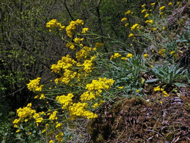 Tařice skalní (Aurinia saxatilis (L.) Desv.)