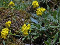 Tařice skalní (Aurinia saxatilis (L.) Desv.)