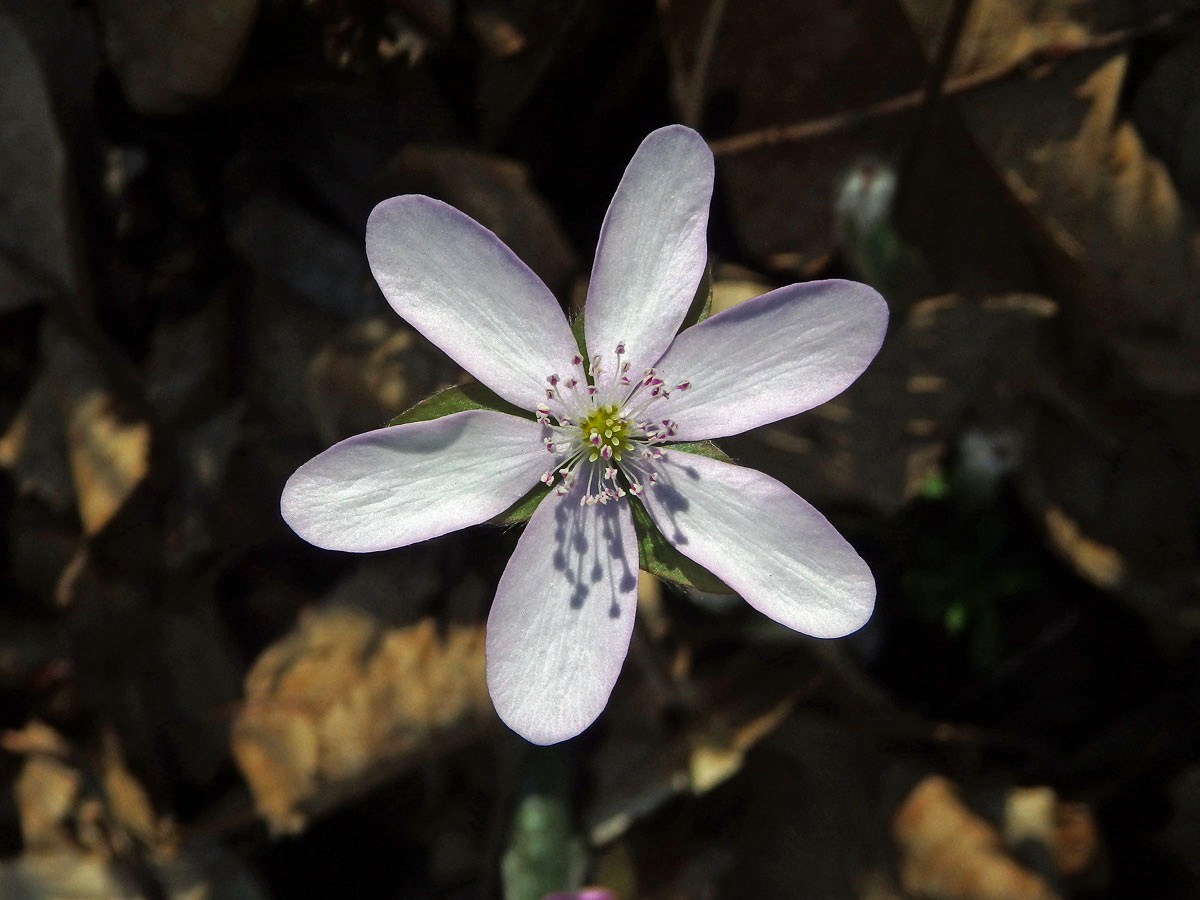 Jaterník podléška (trojlaločný) (Hepatica nobilis Schreber)