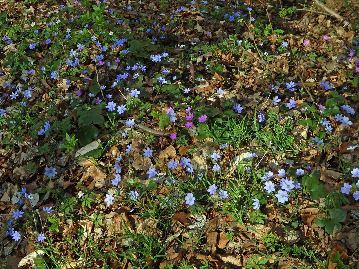 Jaterník podléška (trojlaločný) (Hepatica nobilis Schreber)