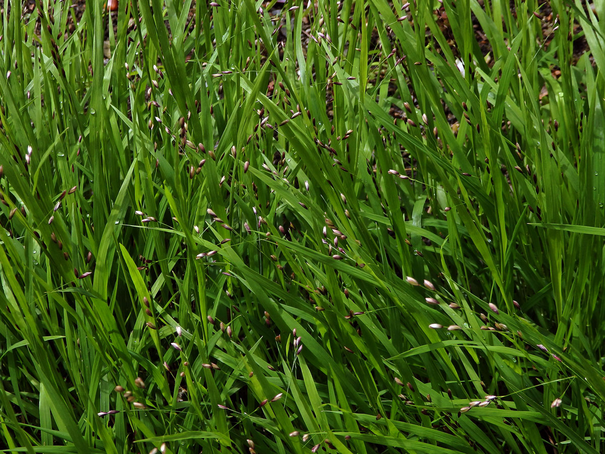 Strdivka jednokvětá (Melica uniflora Retz.)