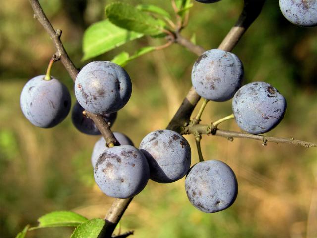 Trnka obecná (Prunus spinosa L.)