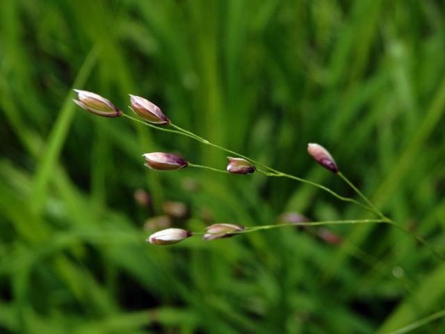 Strdivka jednokvětá (Melica uniflora Retz.)