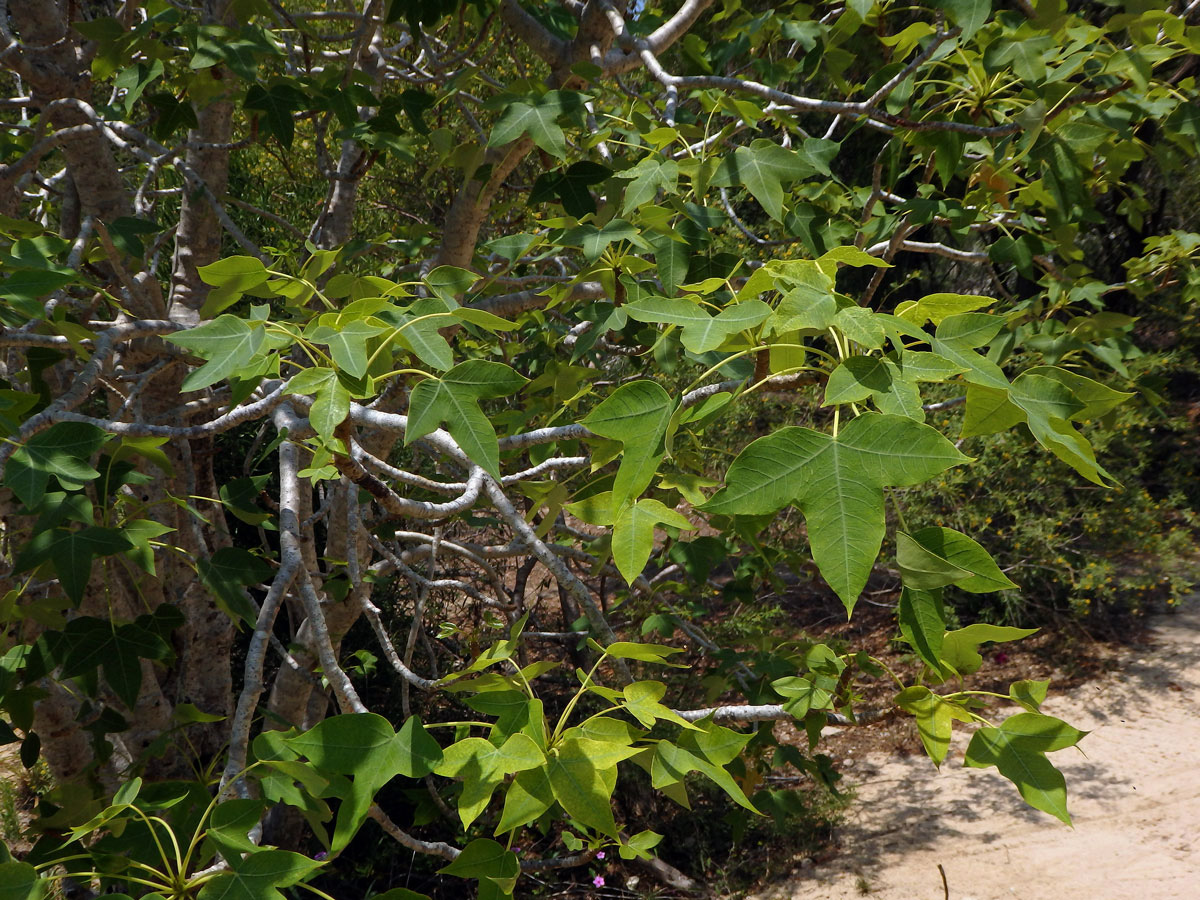 Dávivec (Jatropha mahafalensis Jum. et H. Perrier)