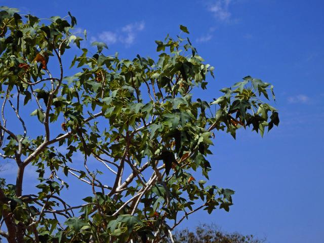 Dávivec (Jatropha mahafalensis Jum. et H. Perrier)