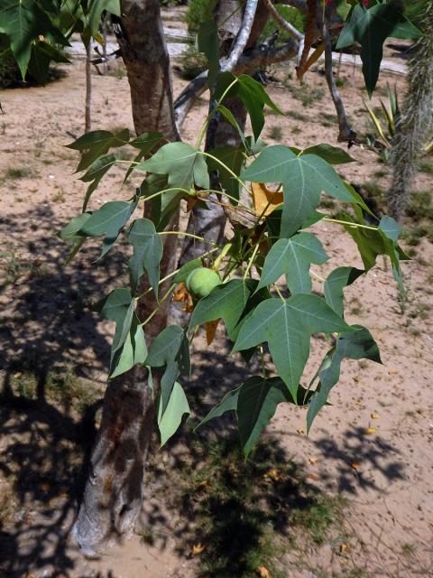 Dávivec (Jatropha mahafalensis Jum. et H. Perrier)