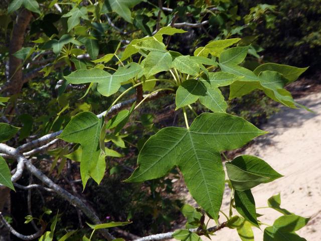 Dávivec (Jatropha mahafalensis Jum. et H. Perrier)