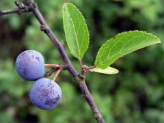 Trnka obecná (Prunus spinosa L.)