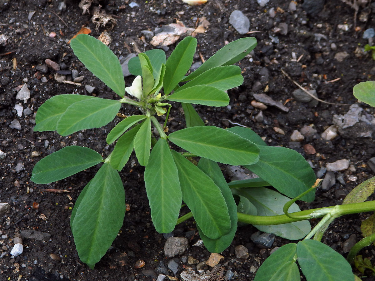 Pískavice řecké seno (Trigonella foenum-graecum L.)