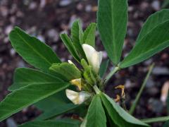 Pískavice řecké seno (Trigonella foenum-graecum L.)