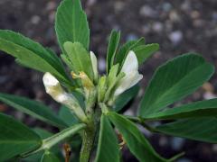 Pískavice řecké seno (Trigonella foenum-graecum L.)