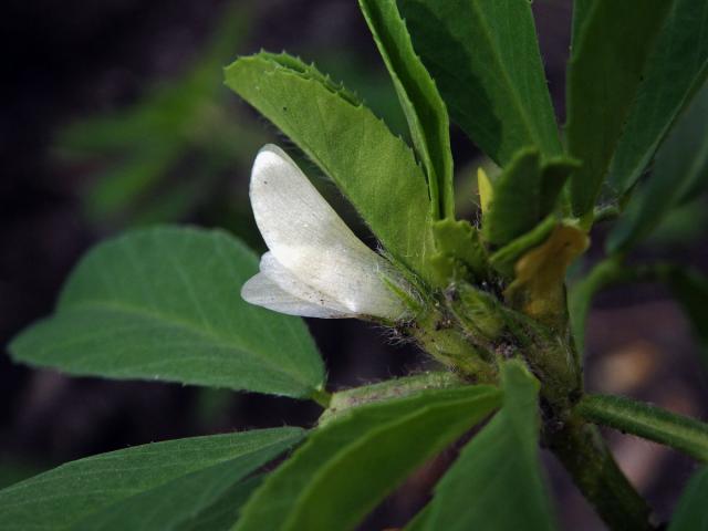 Pískavice řecké seno (Trigonella foenum-graecum L.)