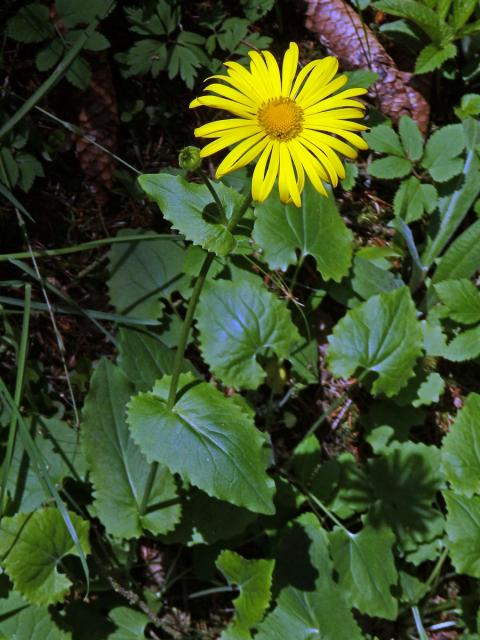 Kamzičník kavkazský (Doronicum orientale Hoffm.)