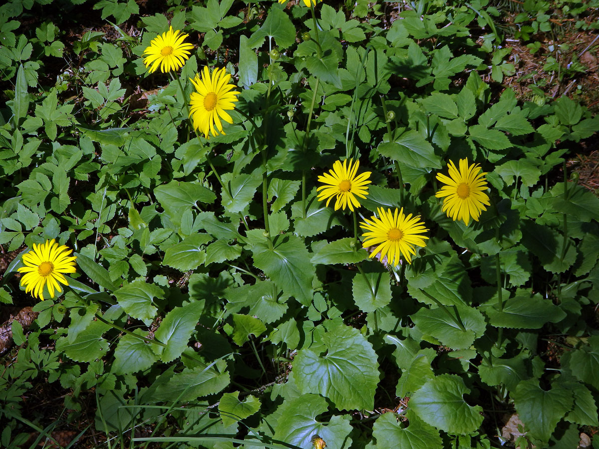 Kamzičník kavkazský (Doronicum orientale Hoffm.)