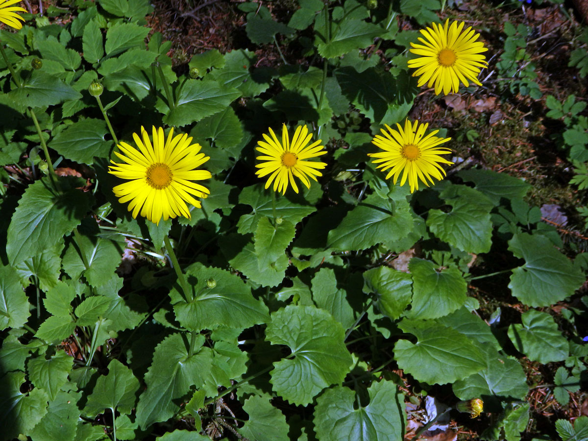 Kamzičník kavkazský (Doronicum orientale Hoffm.)