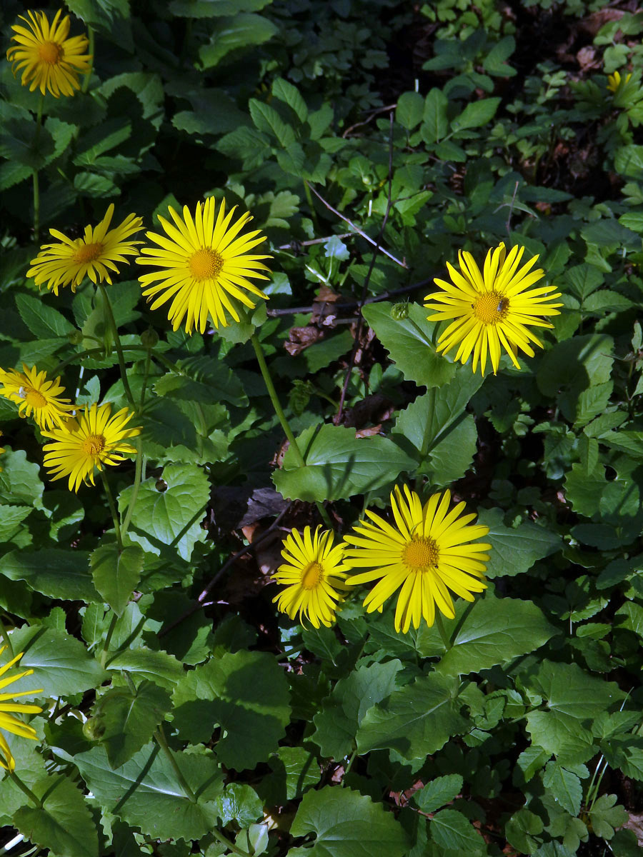 Kamzičník kavkazský (Doronicum orientale Hoffm.)