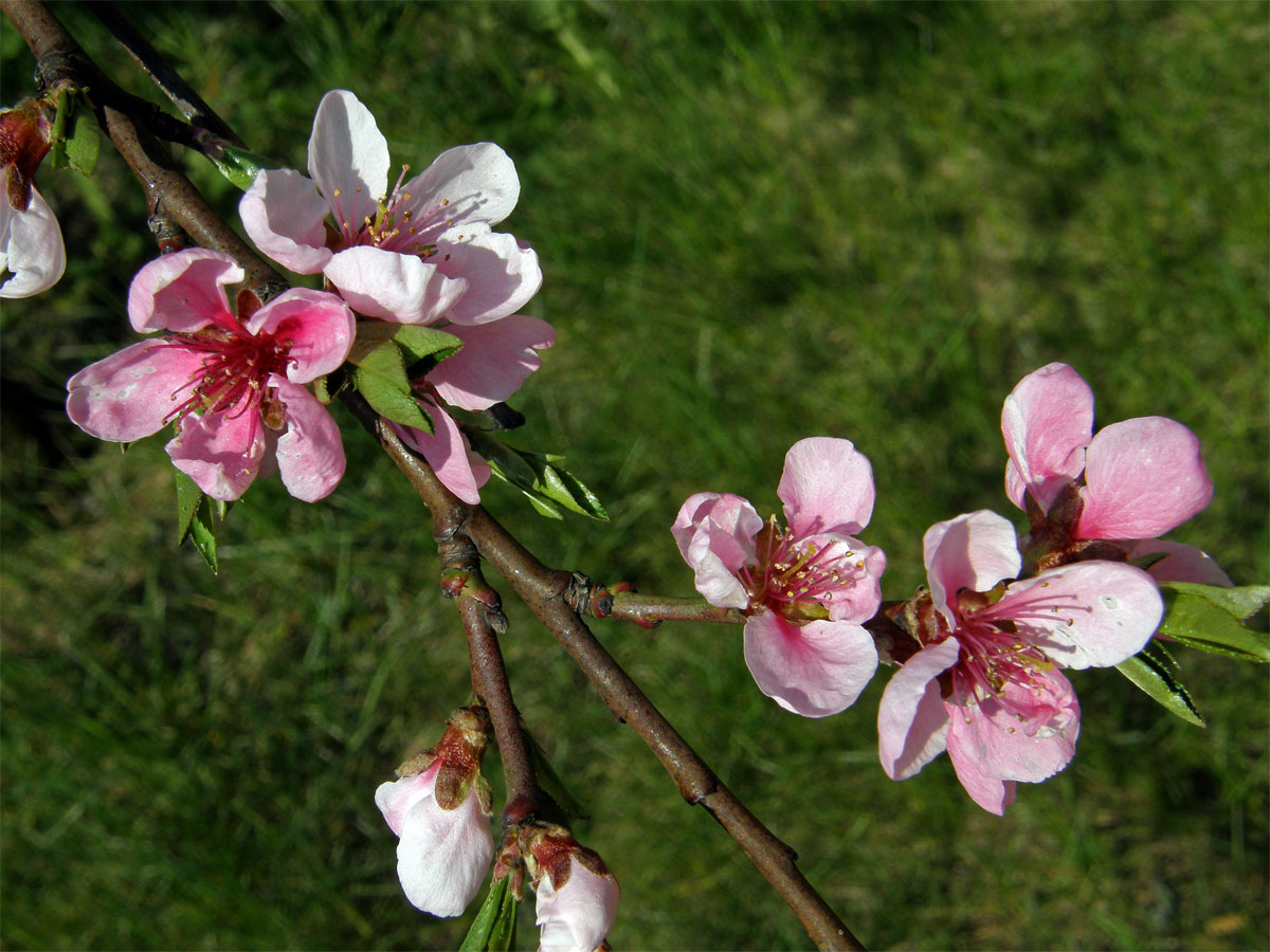 Broskvoň obecná (Prunus persica (L.) Batsch)