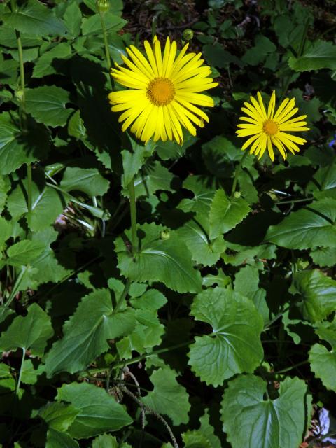 Kamzičník kavkazský (Doronicum orientale Hoffm.)