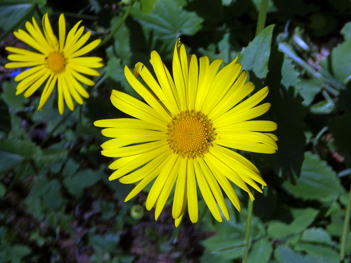 Kamzičník kavkazský (Doronicum orientale Hoffm.)