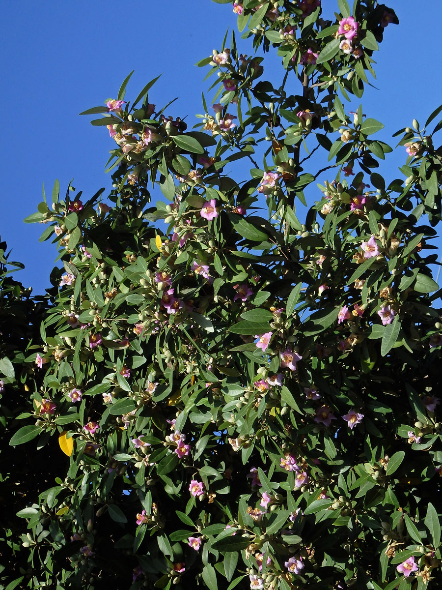 Lagunaria patersonii (Andr.) G. Don