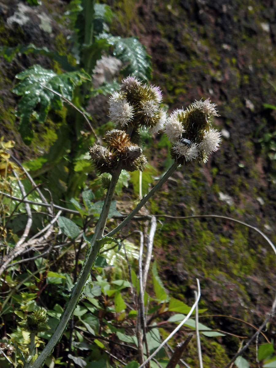 Bodlák (Carduus squarrosus (DC.) Lowe)