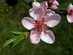 Broskvoň obecná (Prunus persica (L.) Batsch)