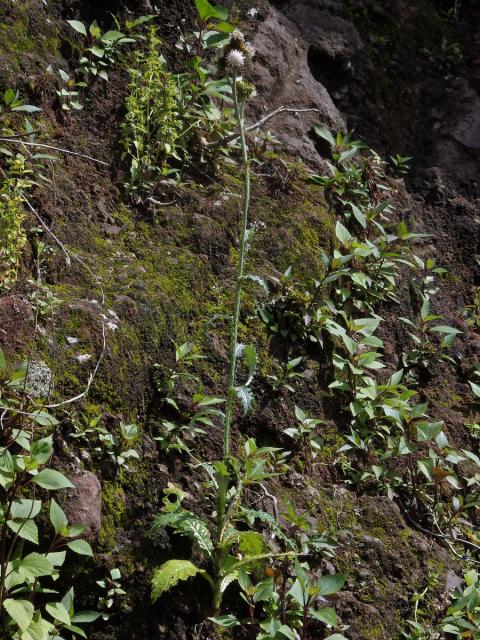 Bodlák (Carduus squarrosus (DC.) Lowe)