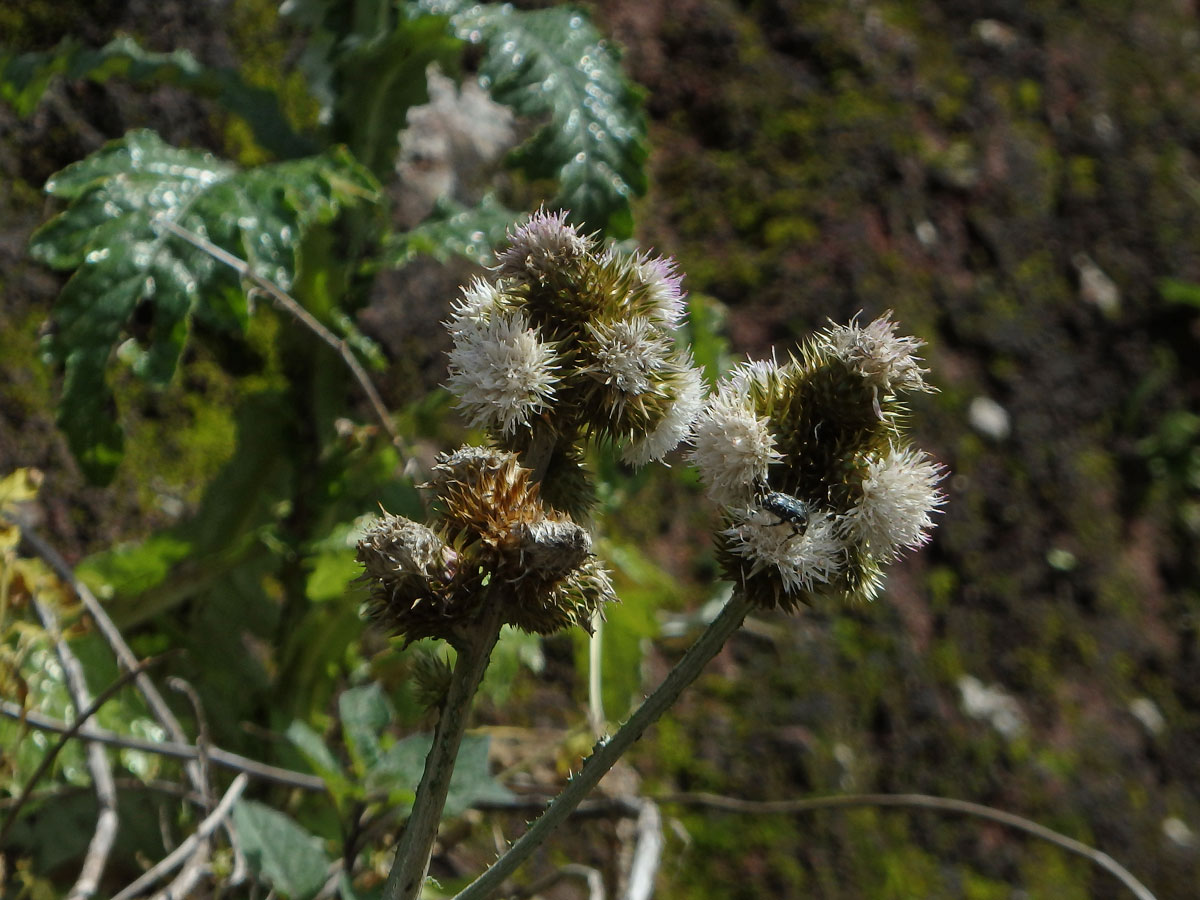 Bodlák (Carduus squarrosus (DC.) Lowe)