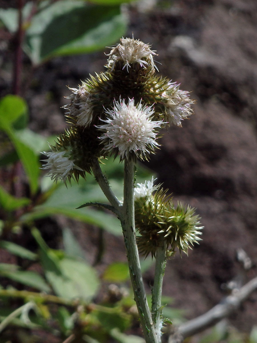 Bodlák (Carduus squarrosus (DC.) Lowe)