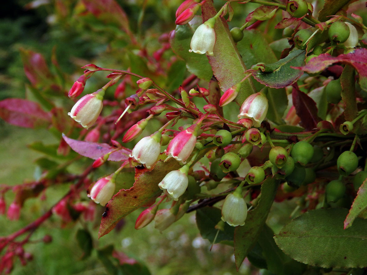 Brusnice (Vaccinium padifolium Sm.)