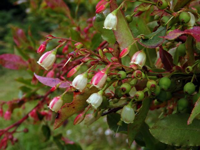 Brusnice (Vaccinium padifolium Sm.)