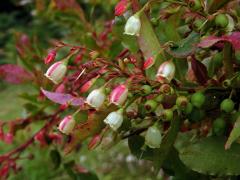 Brusnice (Vaccinium padifolium Sm.)   