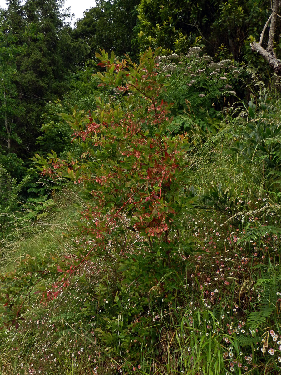 Brusnice (Vaccinium padifolium Sm.)