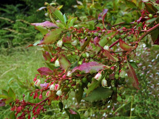 Brusnice (Vaccinium padifolium Sm.)