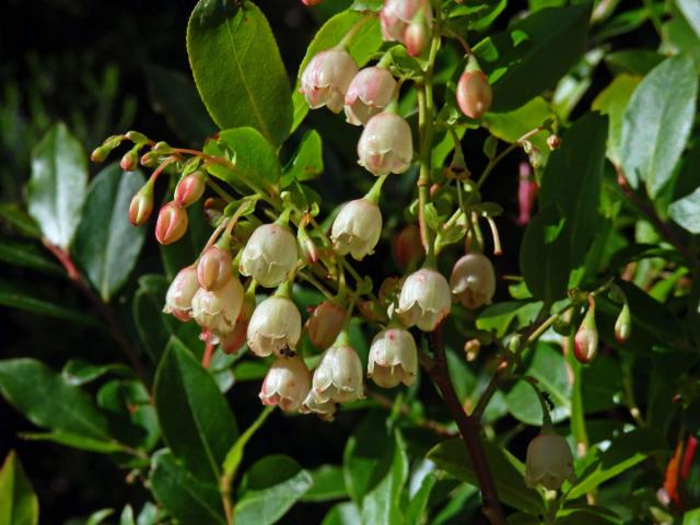 Brusnice (Vaccinium padifolium Sm.)