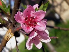 Broskvoň obecná (Prunus persica (L.) Batsch)